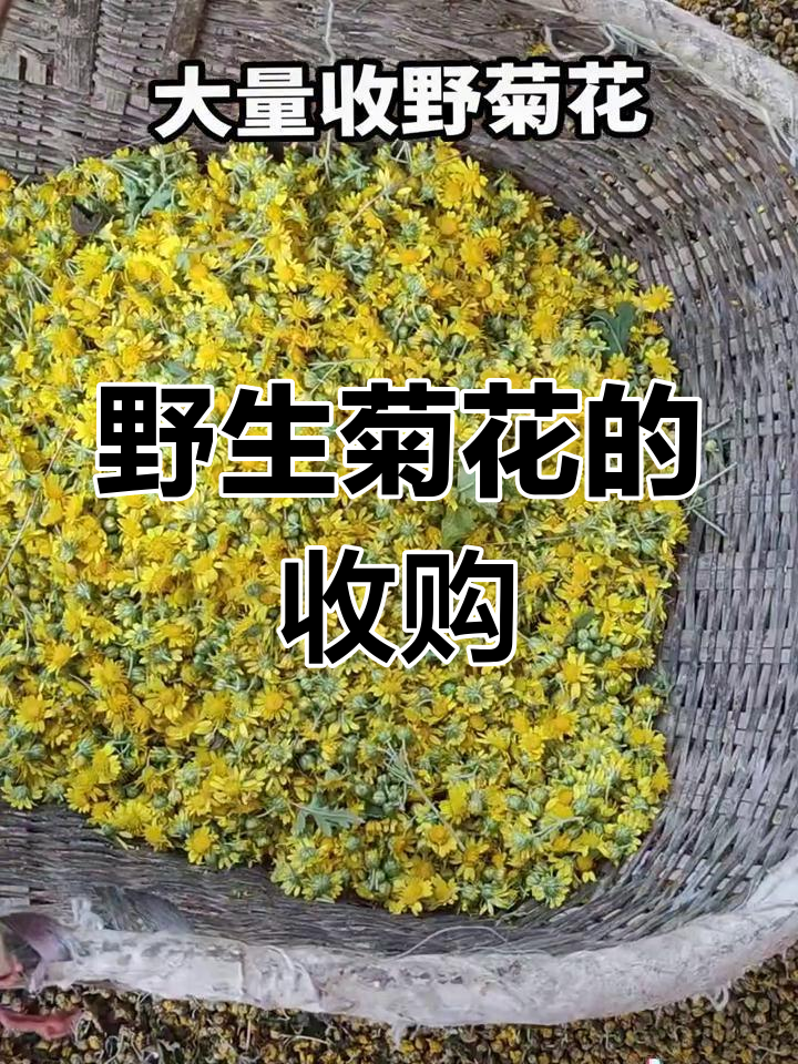 大量收购新鲜野菊花,干湿皆宜