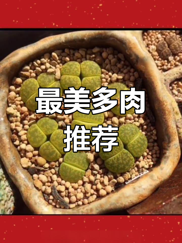 多肉植物常见种类盘点