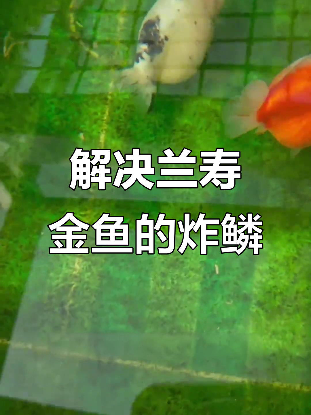 兰寿金鱼炸鳞问题轻松解决,步骤超简单
