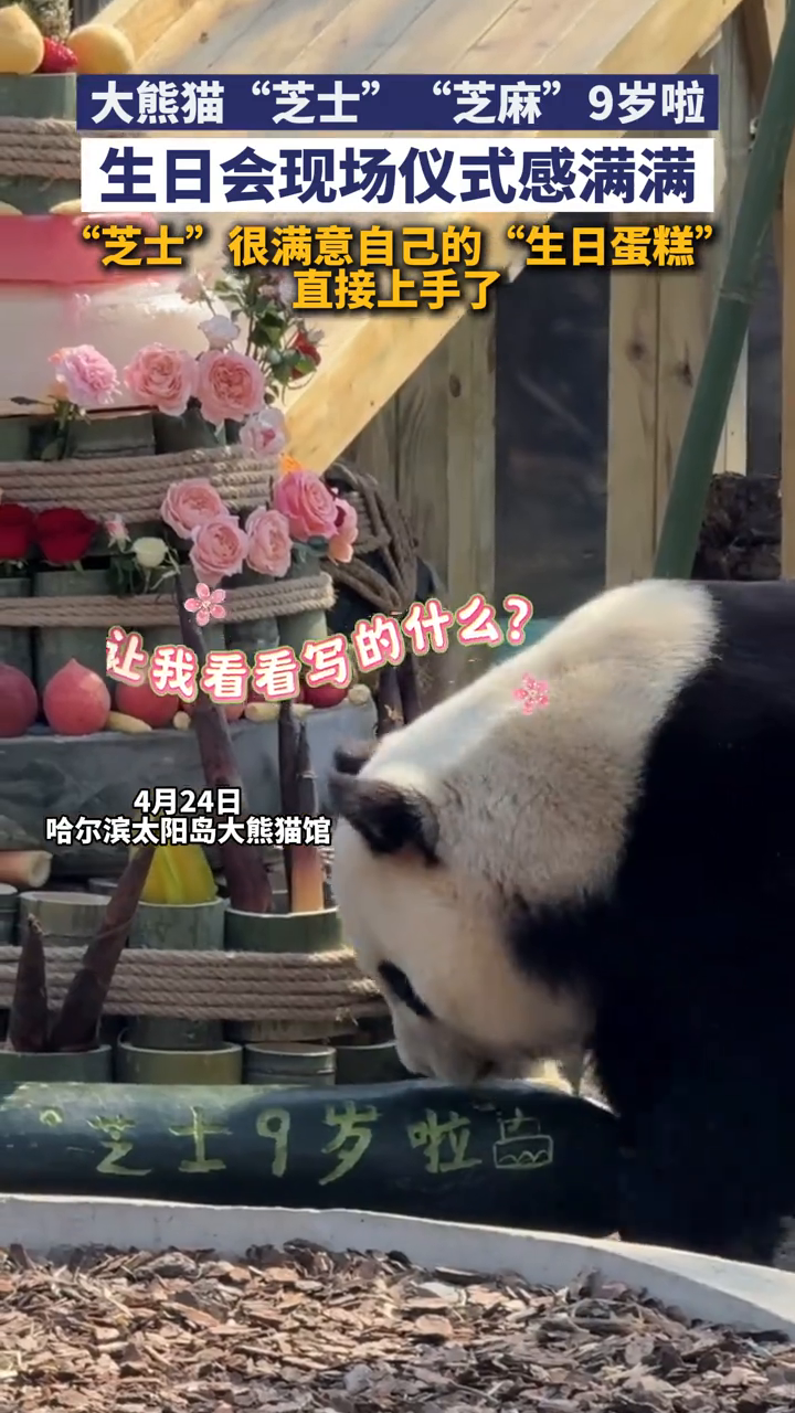大熊猫“芝士”“芝麻”9岁啦!生日会现场仪式感满满