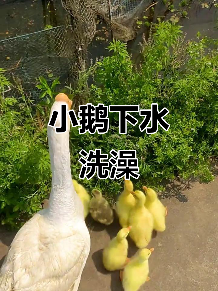 小鹅洗澡,健康又可爱!