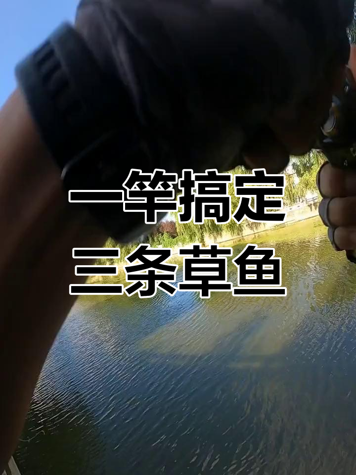 浮钓草鱼,半小时三条大获全胜