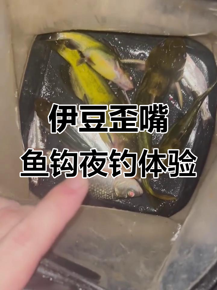 夜晚钓黄鸭窖,伊豆九号钩搭配蚯蚓效果惊人