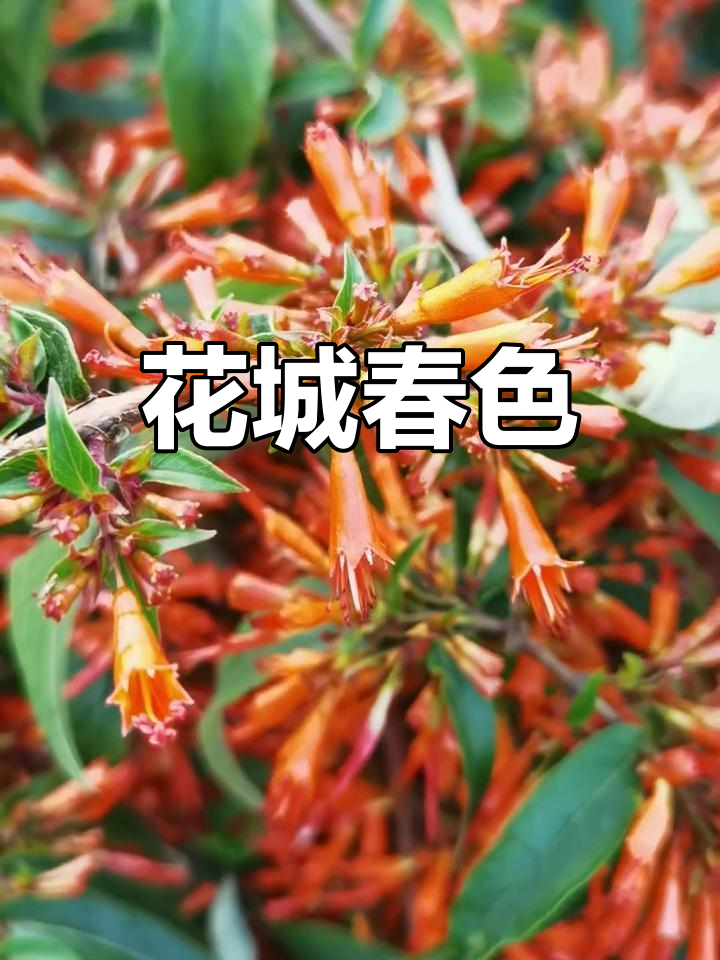 广州春天,花海如梦,处处美景令人陶醉
