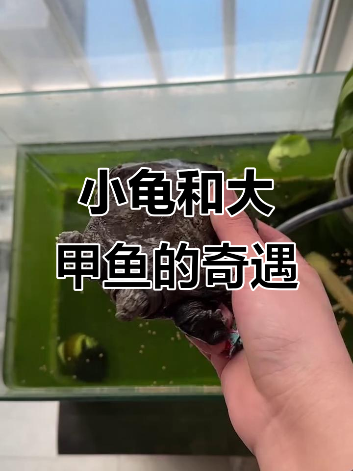 卡通小乌龟与大甲鱼浮在水面,究竟发生了什么?