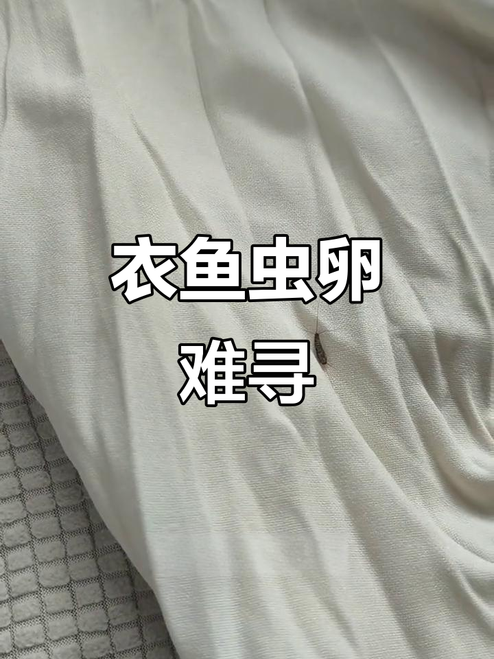 衣鱼虫卵极小，藏匿在暗处不易察觉，需彻底清除才能根治