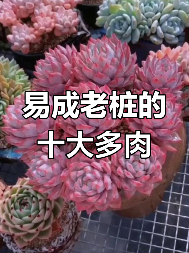 10种最容易养成老桩的多肉植物,你养了吗?