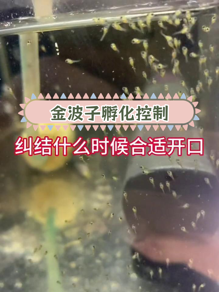 控制金波子苗开口时间,挑战三万繁殖任务