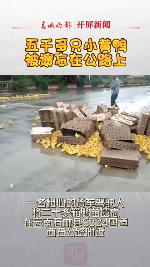 追梦路上有人肯定有多重要 头条新闻工作室「五千多只小黄鸭被遗忘在公路上」近日,一名粗心的货