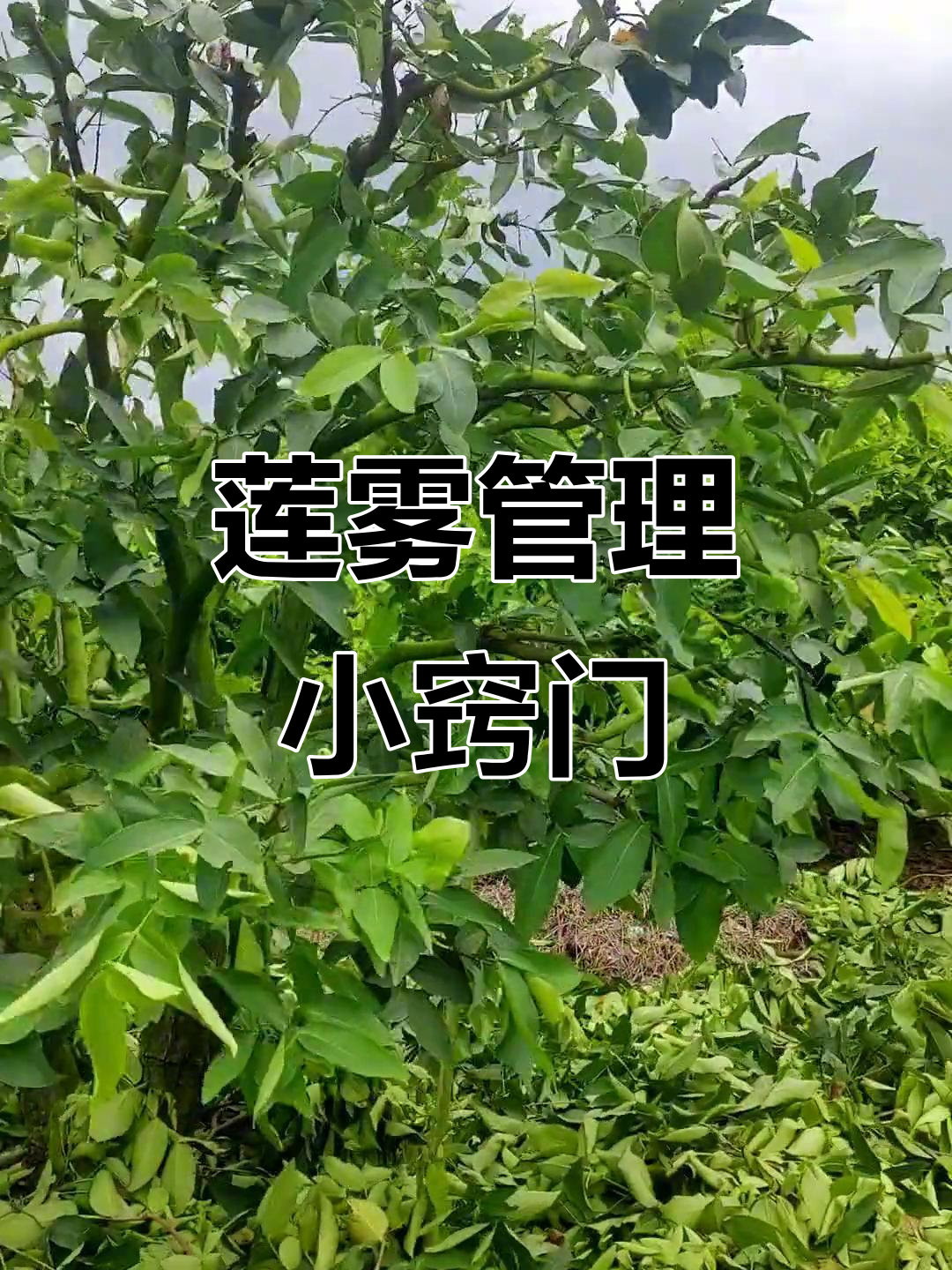 莲雾修剪技巧大揭秘,轻松打造摇钱树