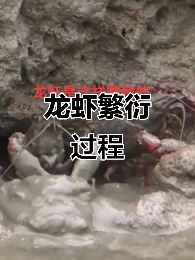 小龙虾繁殖揭秘:抱卵、挖洞,孵化小虾苗全过程