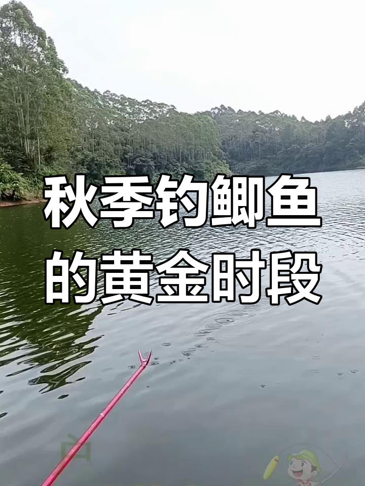 秋季钓鲫鱼最佳时机,初秋、中秋和深秋出钓技巧全解析