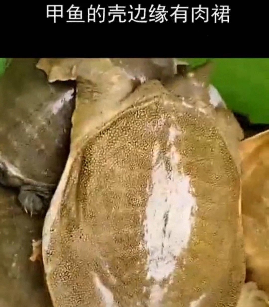 来区别乌龟王八甲鱼