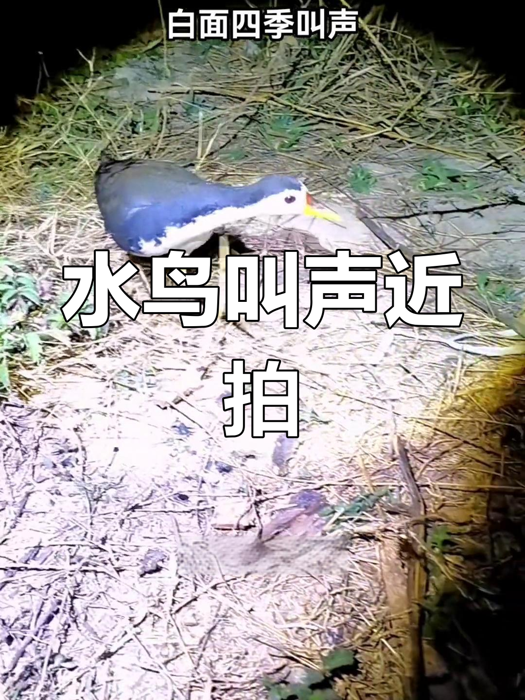 白面水鸡四季歌声,近距离拍摄