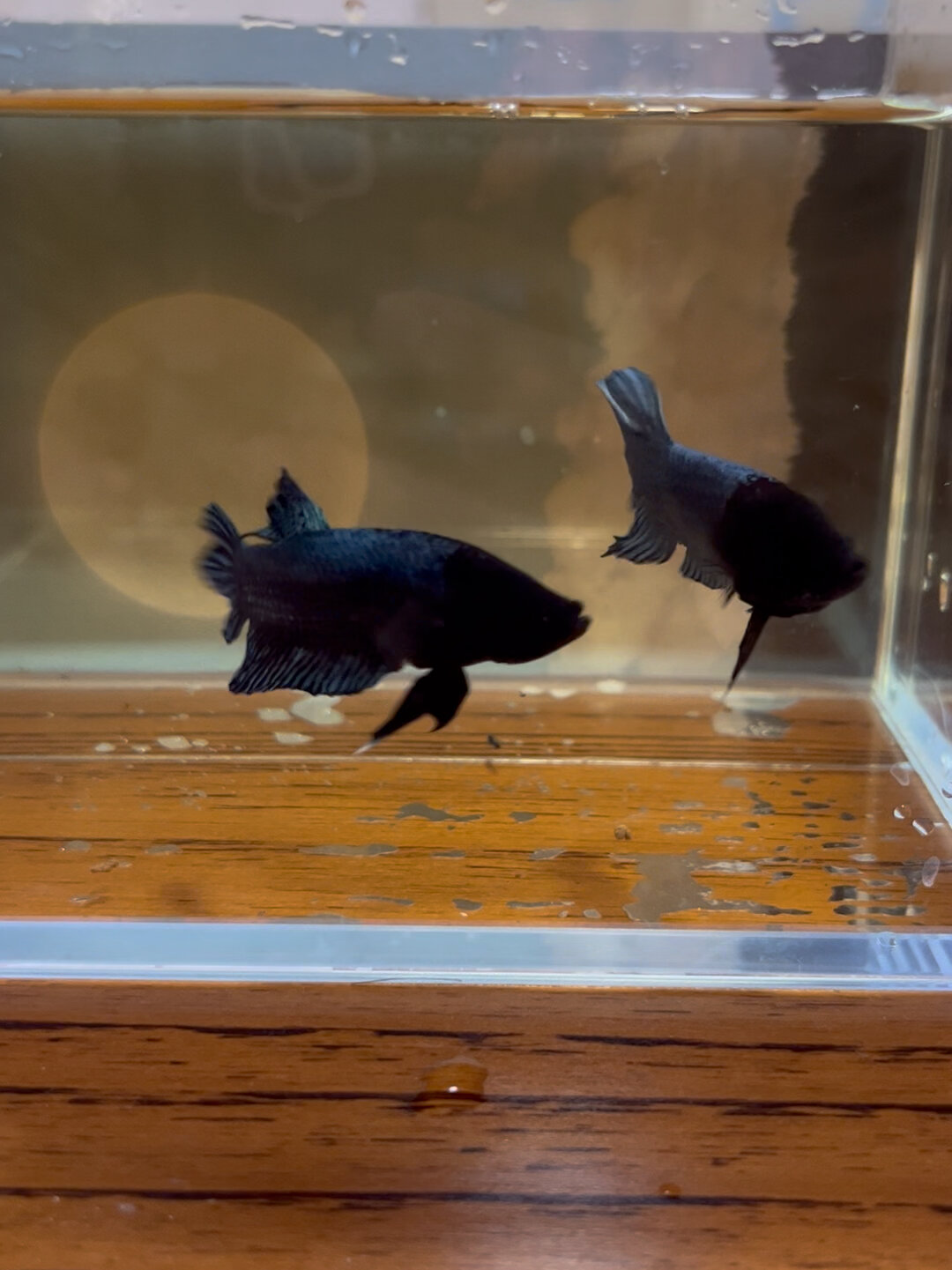 斗鱼中的战斗机-搏击!谁更胜一筹!