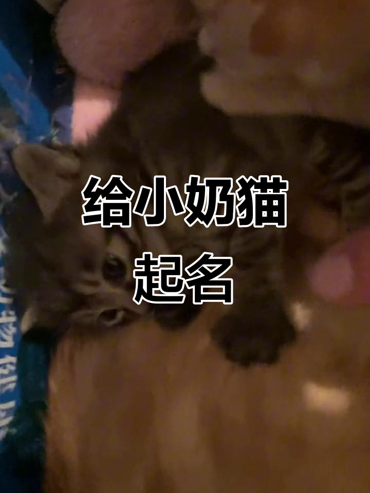 小奶猫名字大揭秘:调皮捣蛋的煤球与奶油