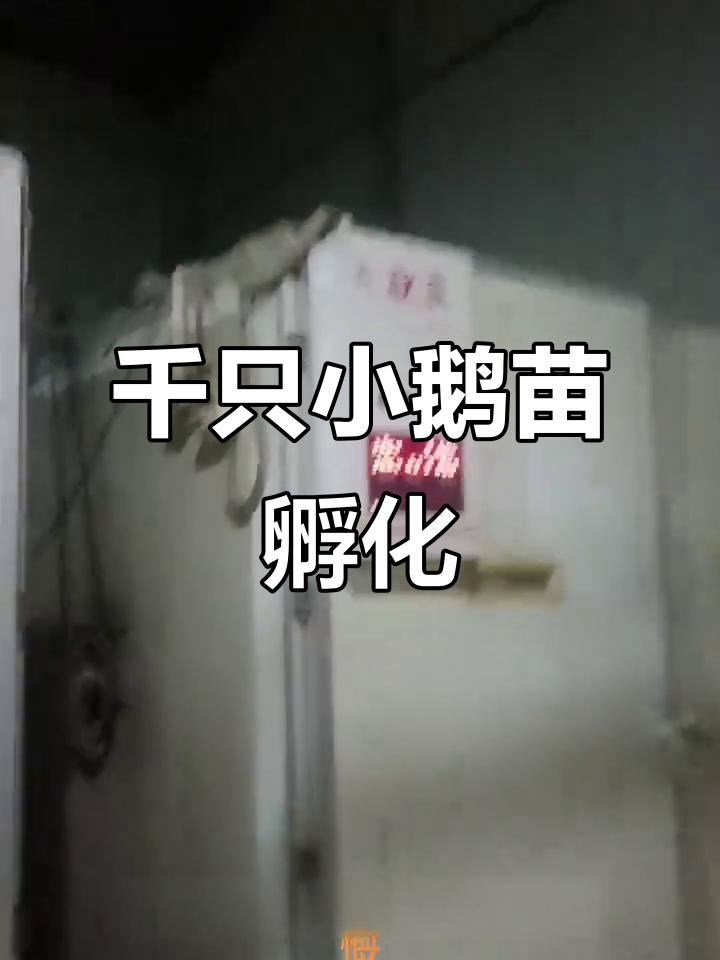 小鹅苗孵化场探秘:一千只内定出售,现场实录