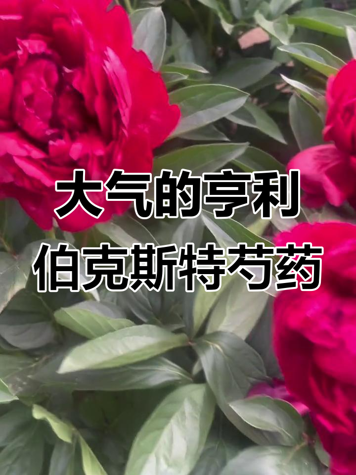 亨利伯克斯特芍药,雍容华贵的大气之美