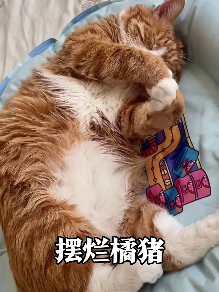 橘猫睡成表情包!被戳嘴还张嘴接驾,网友:这睡姿太真实