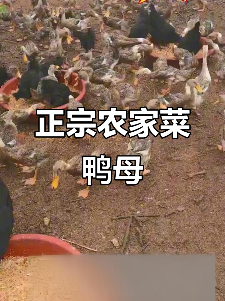 农家菜鸭母,地道美味等你尝