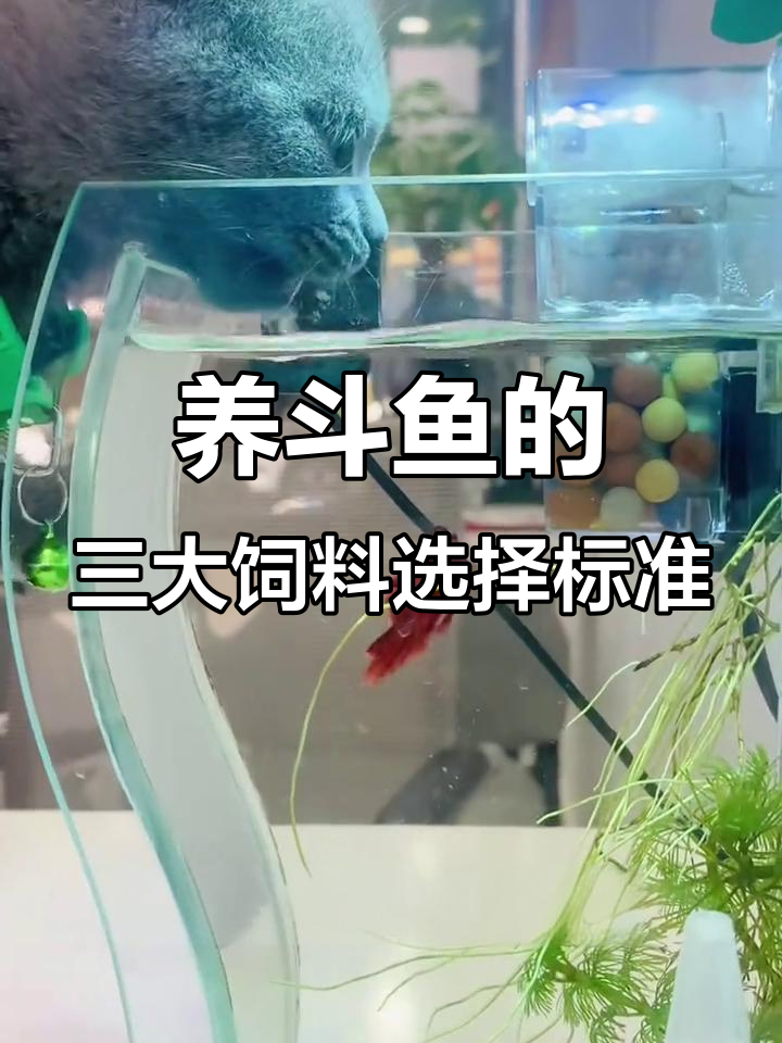 十年养斗鱼经验分享,选对饲料让鱼儿更健康
