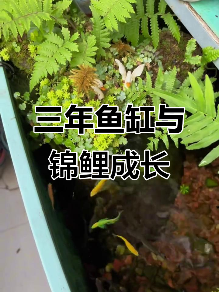 三年鱼缸养护，黄金龙凤锦鲤能否长大？