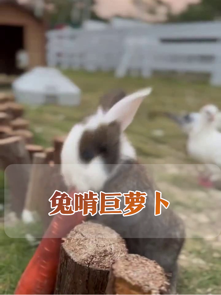 兔子抱比自己还大的胡萝卜狂啃,连鸡都看呆了