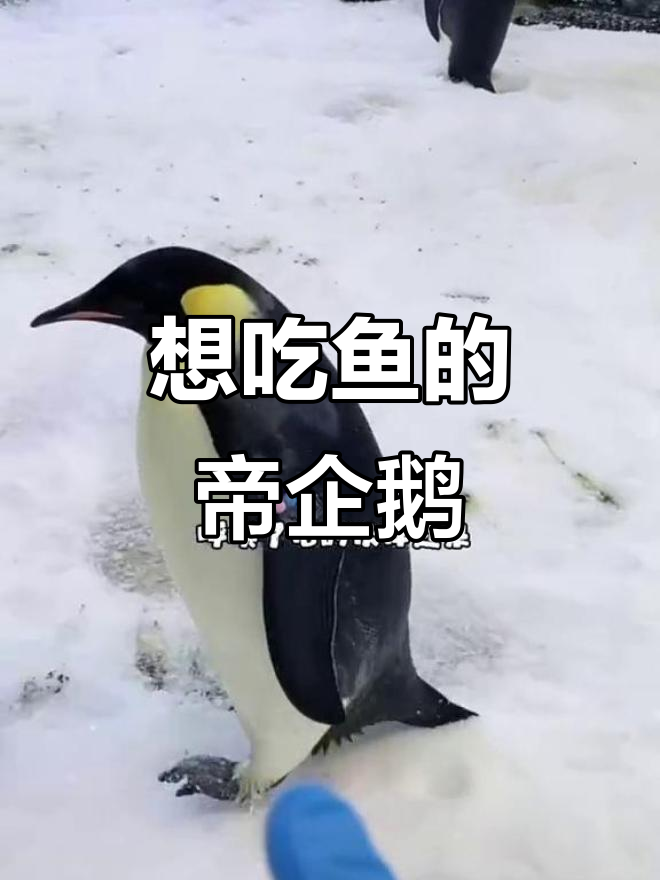 帝企鹅偷鱼失败,东张西望太搞笑