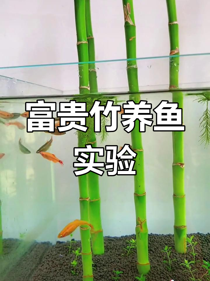用富贵竹打造生态鱼缸,效果惊艳
