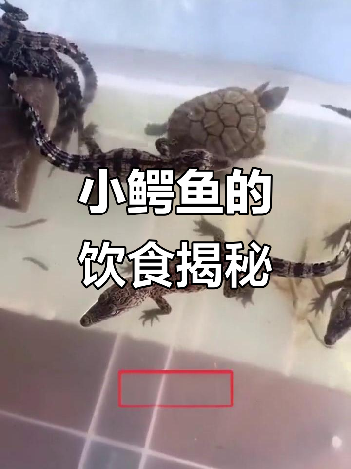 小鳄鱼的主食大揭秘：它们都吃什么？