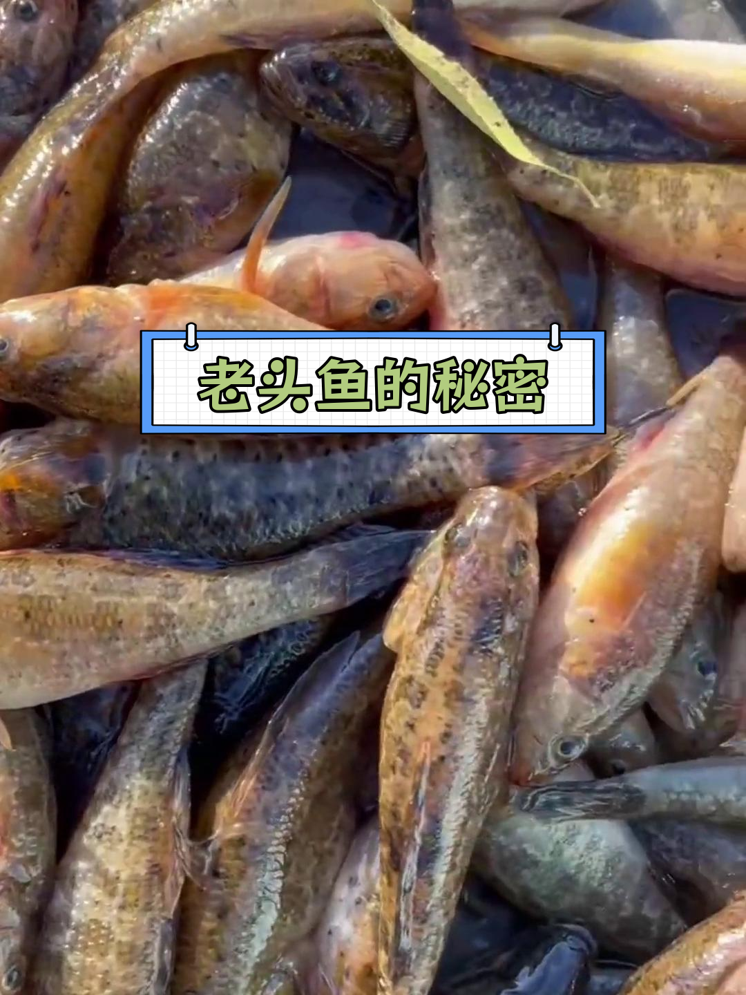 东北常见野生鱼:葛氏鲈塘鳢