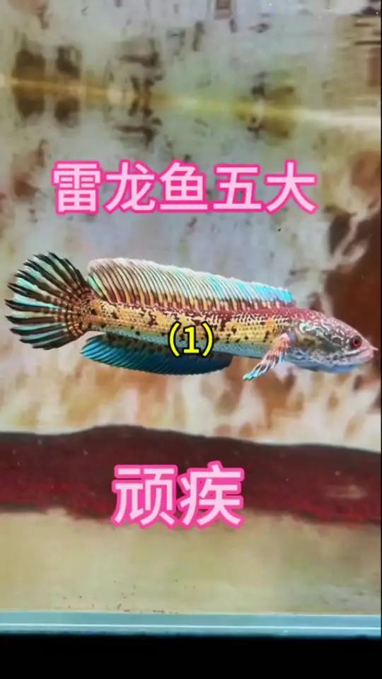 雷龙鱼五大顽疾 黄金眼镜蛇雷龙的蒙眼 雷龙鱼 黄金眼镜蛇雷龙 观赏鱼 雷龙鱼苗饲养方法 巴
