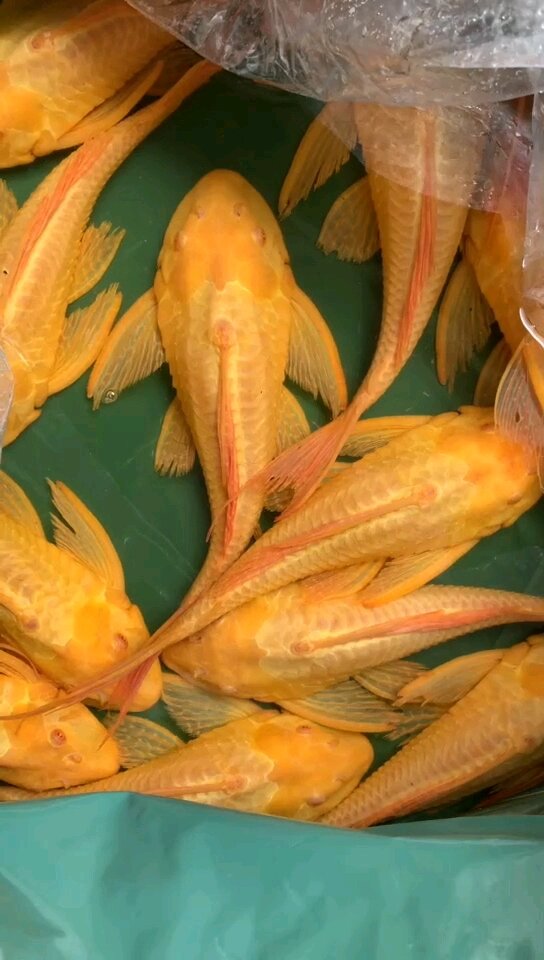 女王大帆清道夫异形鱼红眼女王清道夫鱼