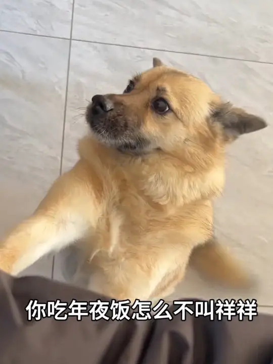 饺子和红包我们小狗小猫也要有