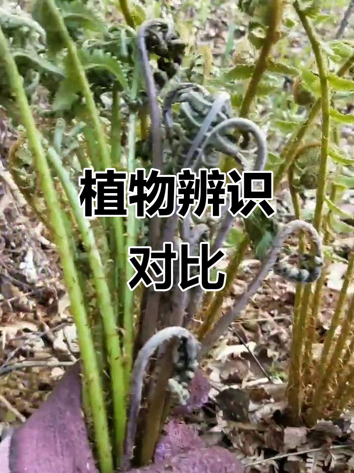 野鸡翅膀不能吃,猴腿却能尝。常见误采植物大比拼!