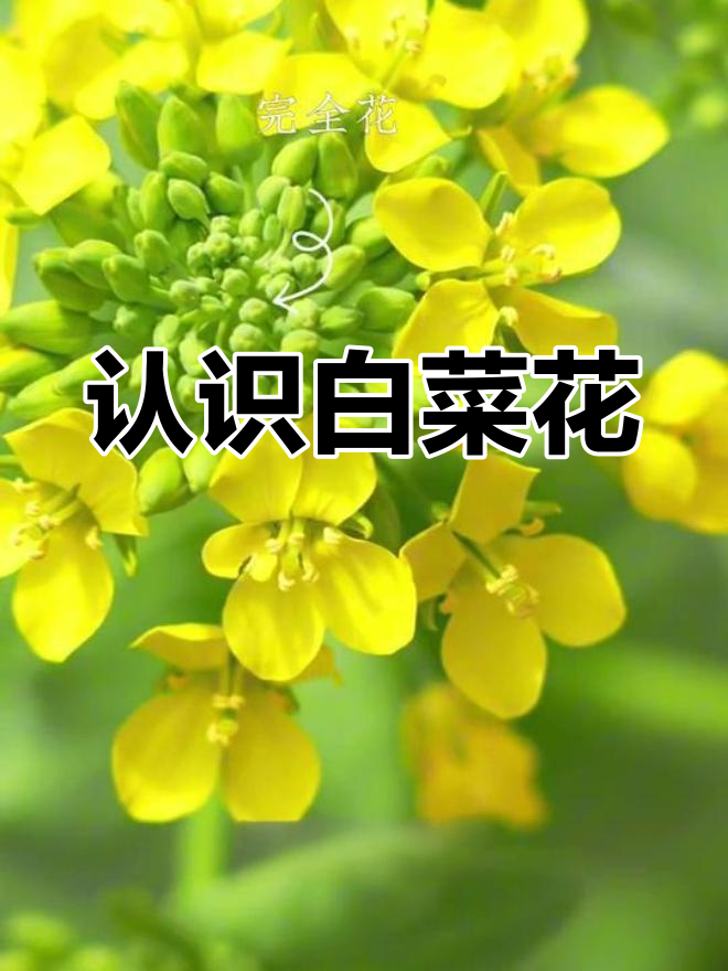 白菜花的结构与特征解析