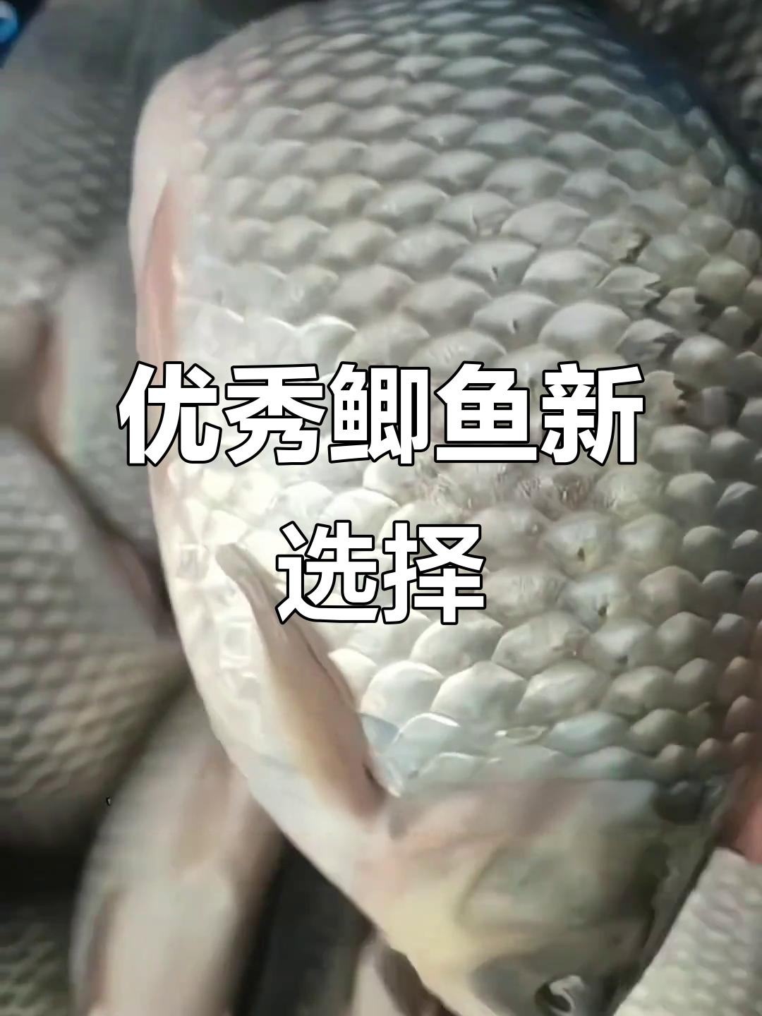 彭泽鲫鱼凭借优异性能,成为淡水养殖首选品种
