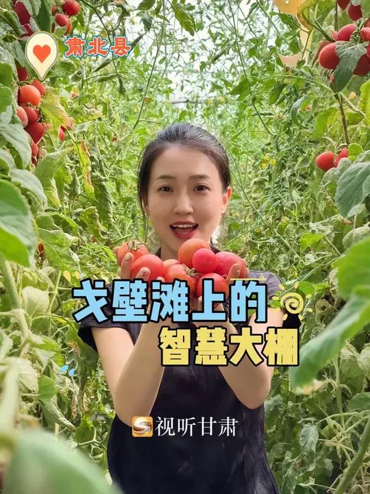 科技赋能戈壁农业！在肃北的戈壁滩上，先进的科技技术构建起蔬菜大棚的“智慧大脑”，通过“高科