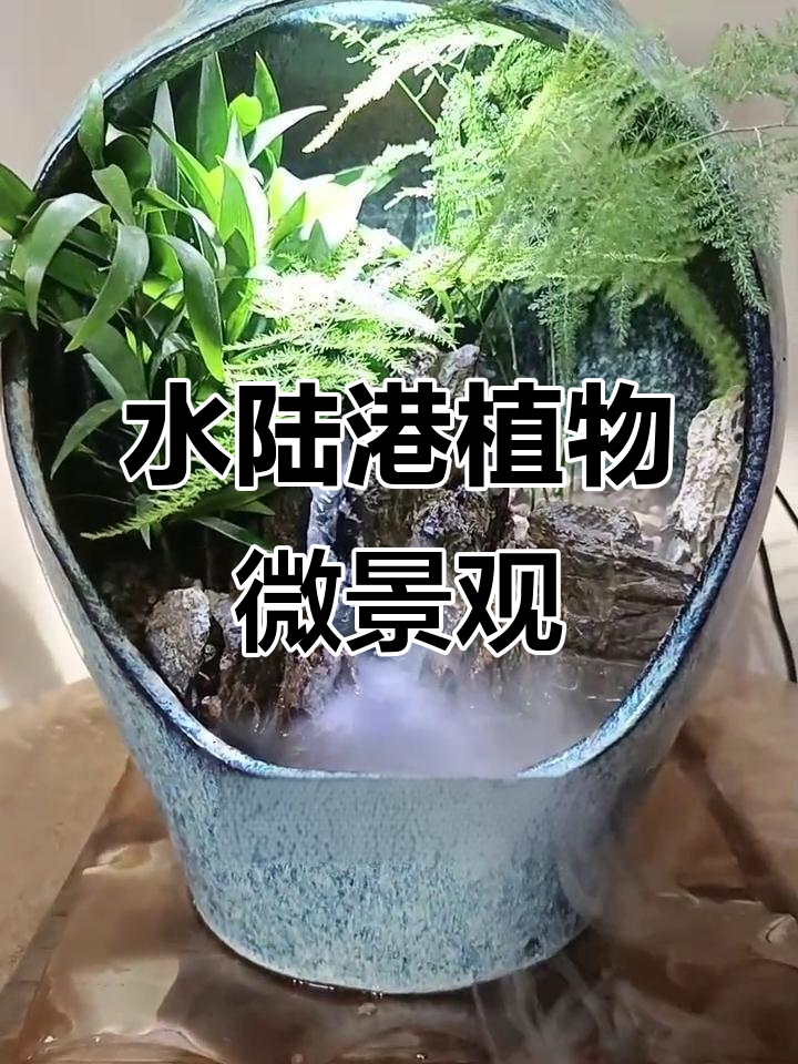 室内植物造景,打造水陆港微景观