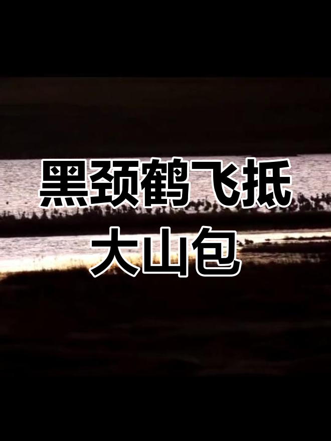 大山包迎来近千只黑颈鹤越冬