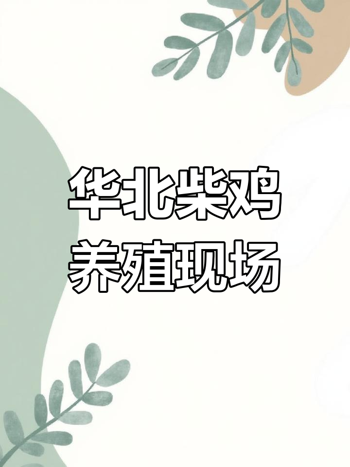 华北柴鸡养殖基地探秘,两万余只土鸡长势喜人