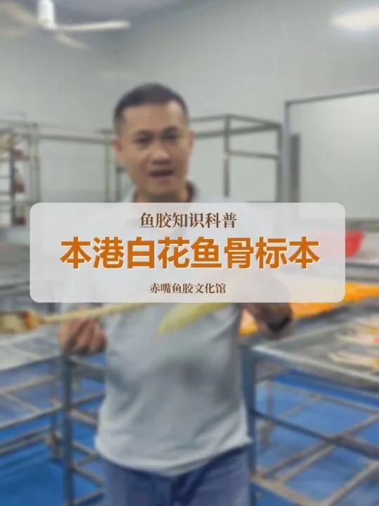 白花鱼鱼骨鱼胶标本!