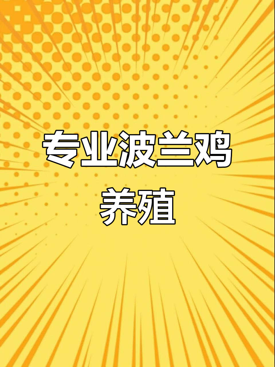 波兰鸡养殖技巧大揭秘,农村专业养殖全攻略