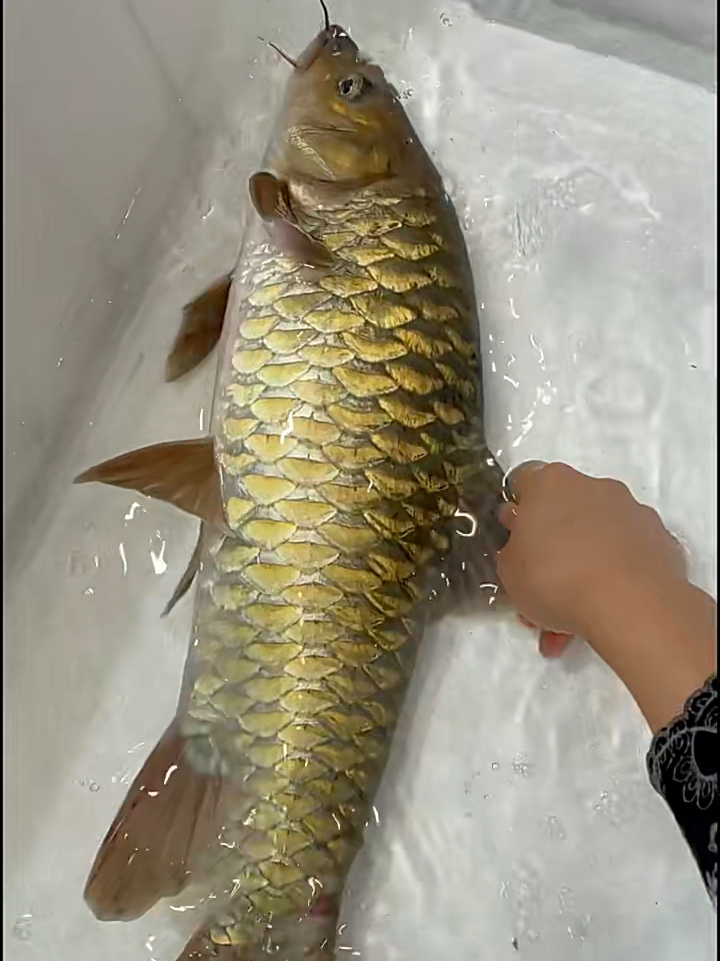 花5000买了这条鱼,淡水鱼之首忘不了鱼