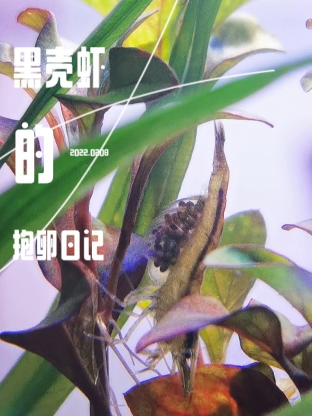 黑壳虾抱卵多久才能拥有小崽崽啊?