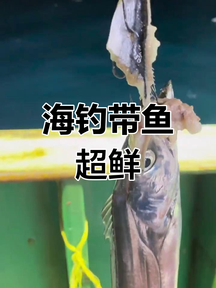 手工海钓带鱼,新鲜度超高!