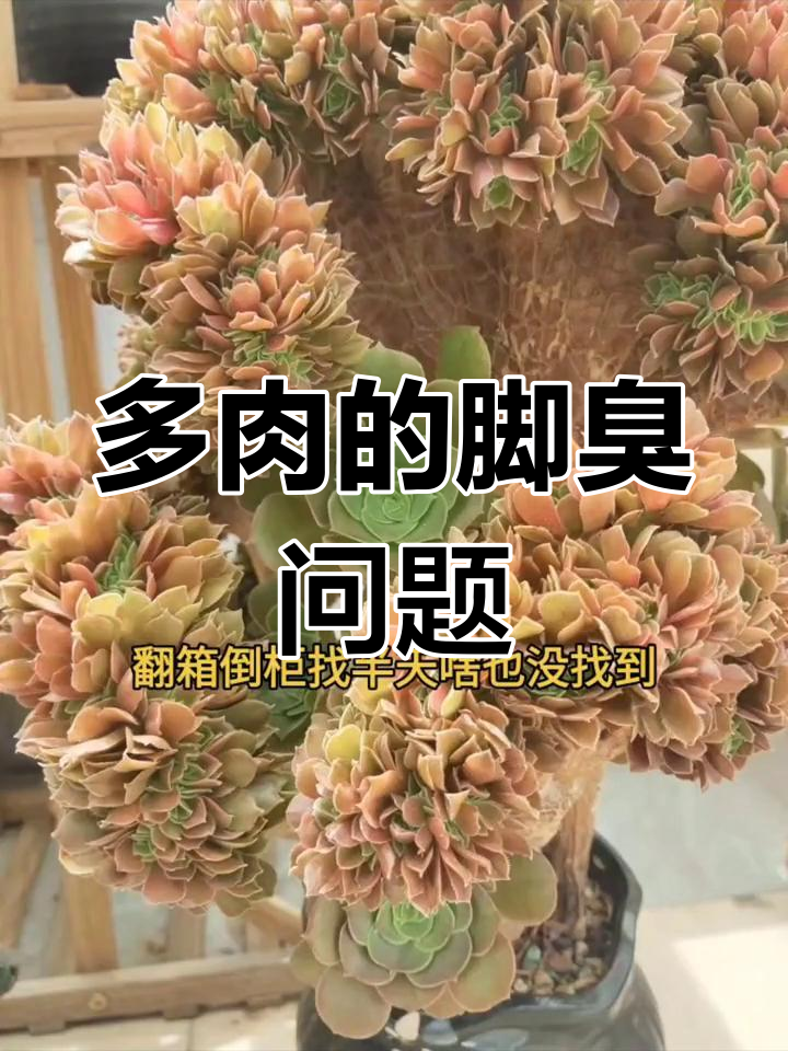 法师多肉为何有臭味?