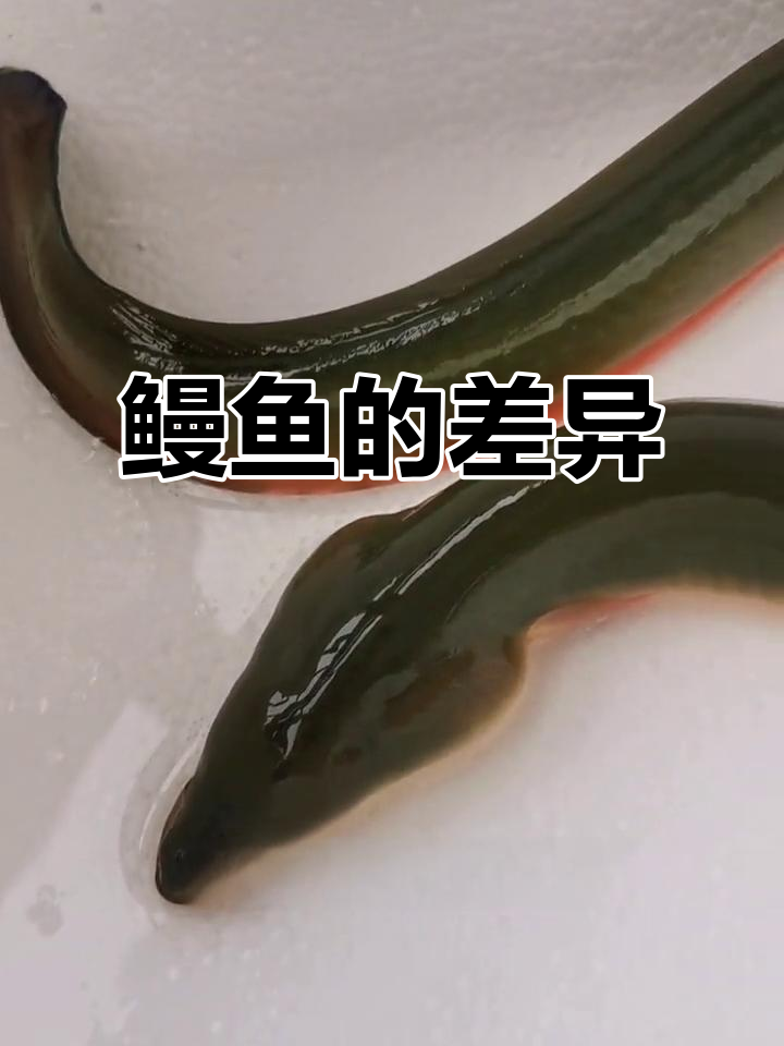 人工养殖鳗鱼虽美,但与野生相比仍有差距