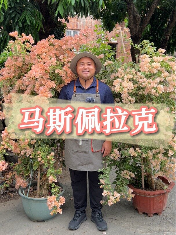 三角梅品种介绍-马斯佩拉克
