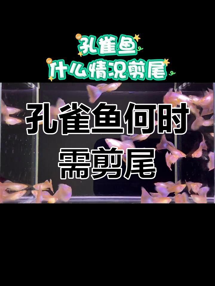 孔雀鱼尾巴过大影响游速?这些情况需要剪尾